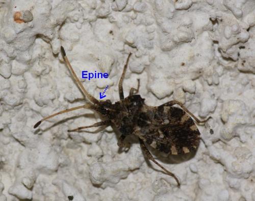 Centrocoris sp.